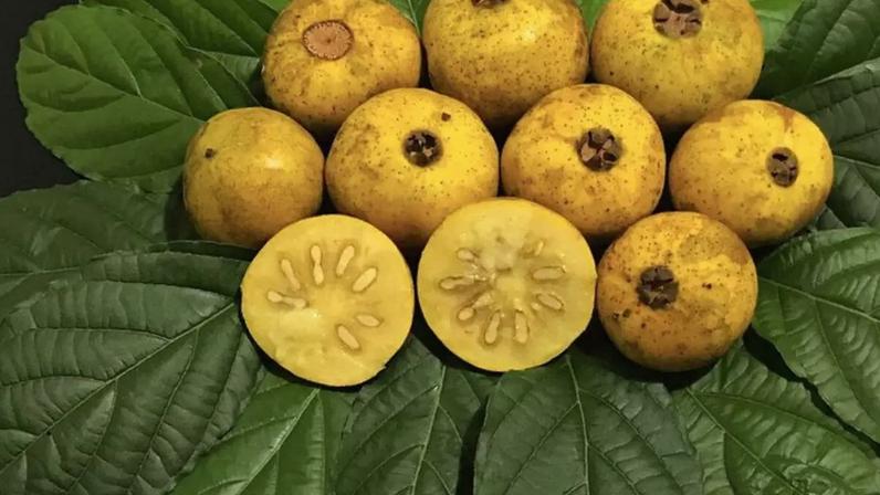 Antes com associação quase exclusivamente a áreas rurais e a quintais do interior, a espécie começa a aparecer em jardins urbanos, pomares domésticos e feiras com especialização em produtos regionais – Divulgação/Governo Federal