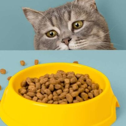 Gato sem fome: 6 dicas para estimular o apetite do animal