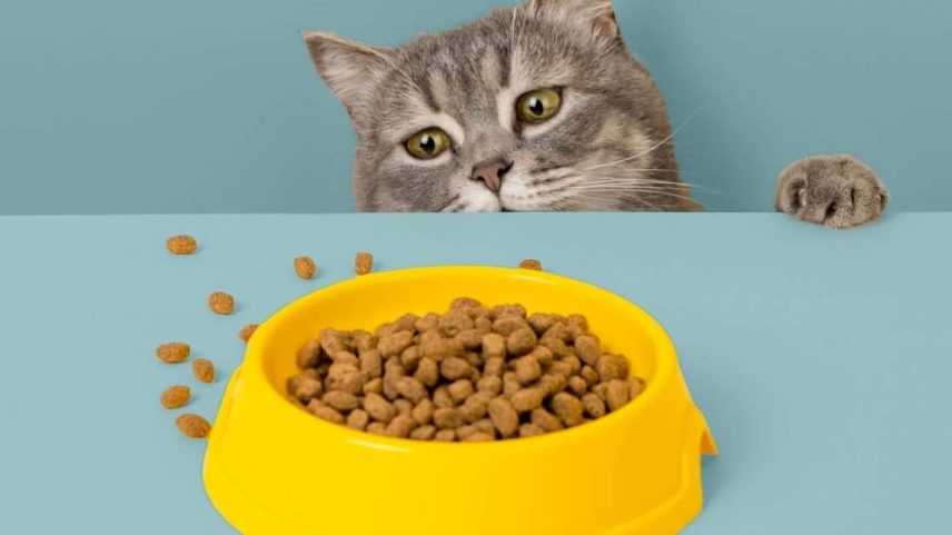 Algumas atitudes podem ajudar a estimular o apetite do animal