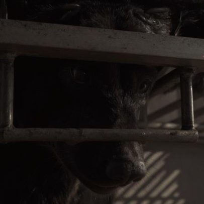 27 ursos asiáticos resgatados de fazenda ilegal de bile no Laos