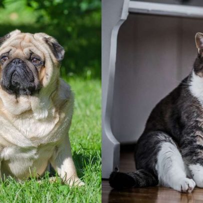 Cães e gatos obesos não são fofos: entenda a gravidade do problema