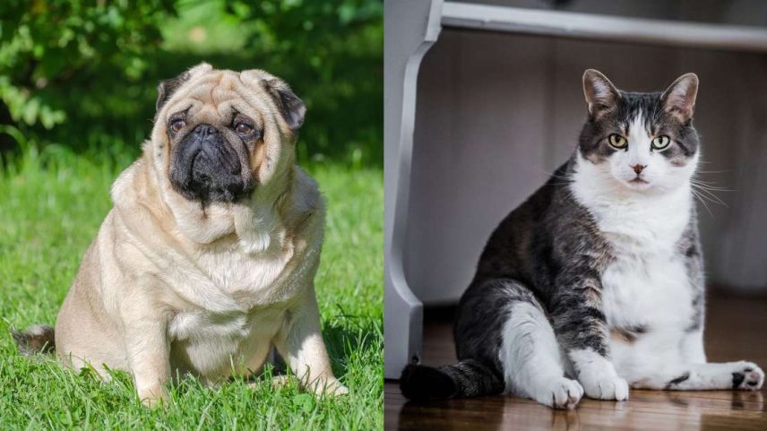 Tratar a obesidade do pet como fofura põe a vida dele em risco. Veja o alerta da veterinária sobre doenças graves e saiba como proteger seu amigo