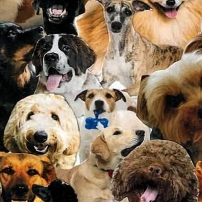 Comparou dachshund ao recém-nascido; você pode levar o cão a qualquer lugar?