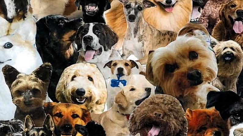 A montage of different breeds of dogs