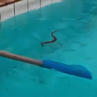 Alunos encontram cobras na piscina do Centro Olímpico de Nova Iguaçu