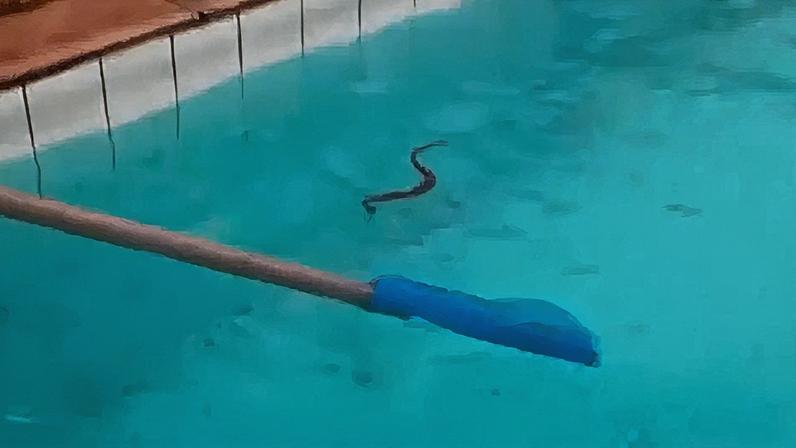 Alunos encontraram cobras em piscina no Centro Olímpico Municipal de Nova Iguaçu