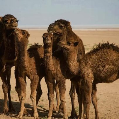 Arábia Saudita compra camelo e lista 5 países que importam itens inesperados