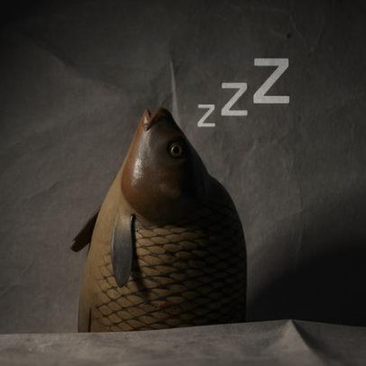 Peixes dormem como nós e tiram cochilos, revelam cientistas
