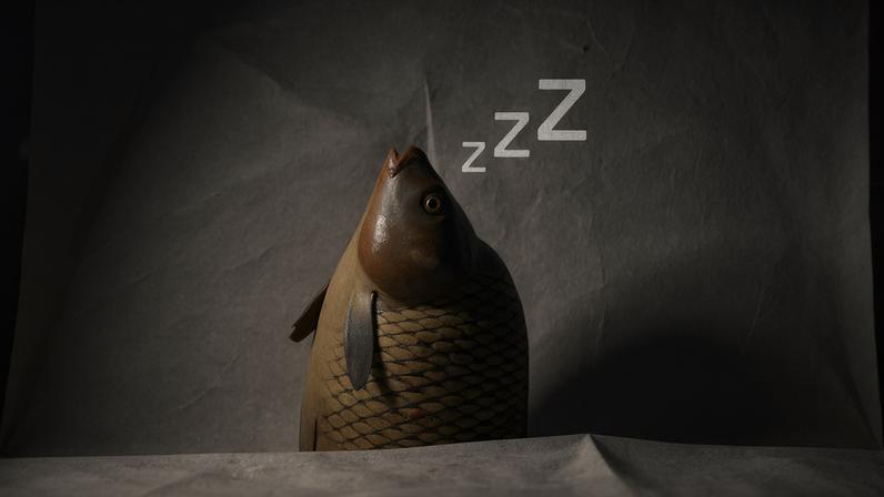 Um peixe com escamas marrons e douradas, deitado de lado em uma cama com travesseiros brancos, com a boca aberta e "zzz" em preto flutuando acima da cabeça, indicando que está dormindo