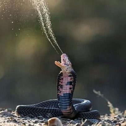 Risco de mordidas de cobras aumenta conforme répteis se adaptam às mudanças