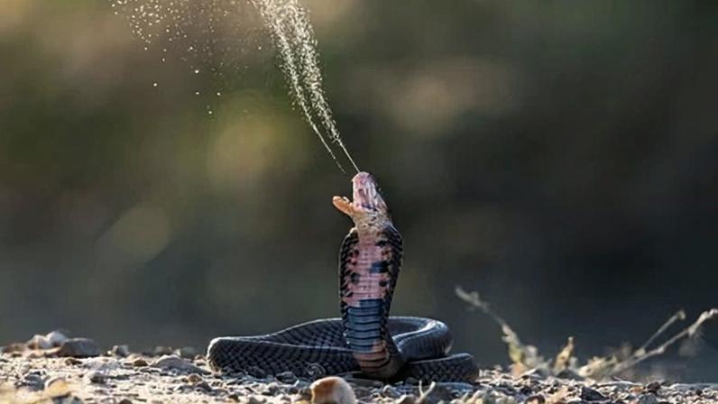 Risco de mordidas de cobras aumenta conforme répteis se adaptam às mudanças