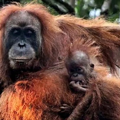 Mães orangotangos amamentam por pelo menos seis anos e meio, aponta estudo