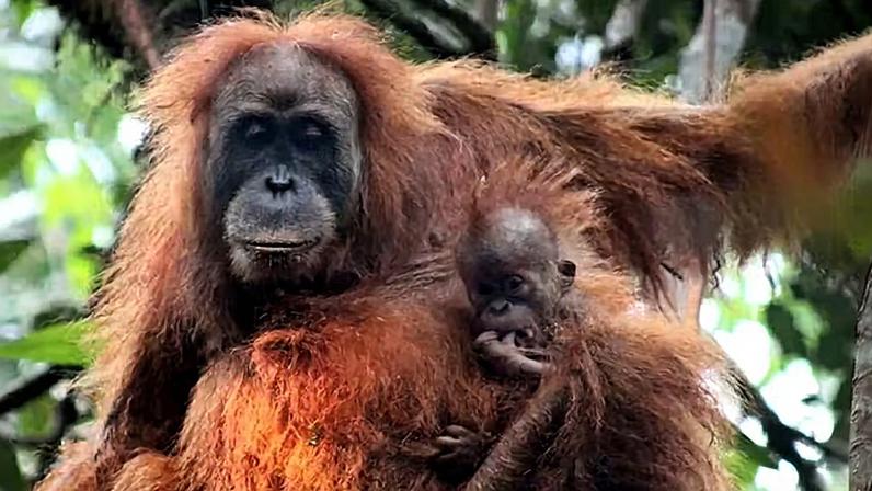 Um orangotango e seu filhote na natureza — Foto: Getty Images