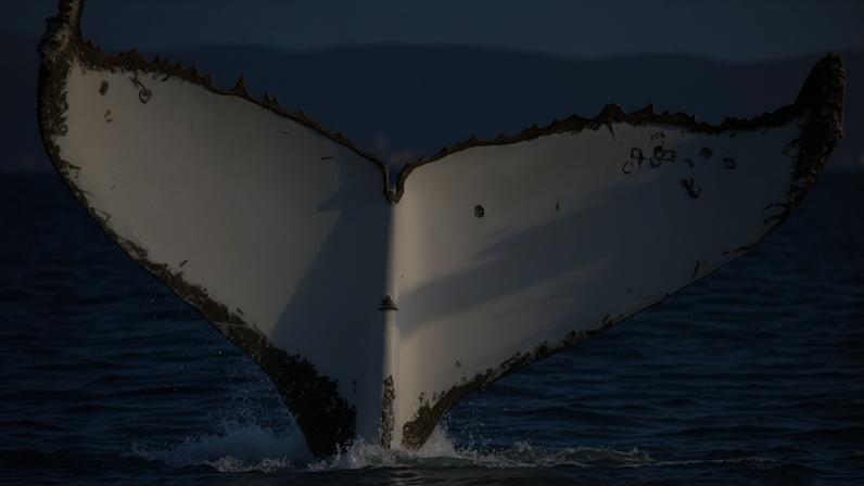 A humpback photographed in the Abrolhos Bank, Brazil and then at Hervey Bay, Australia has been identified by its fluke – the underside of its tail. Photograph: Pacific Whale Foundation