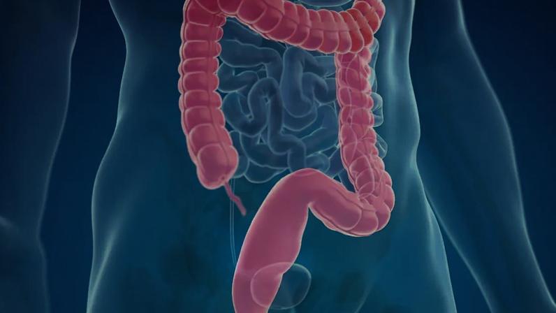 Ilustração 3d do intestino