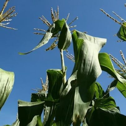 Milho-doce é cultivo de verão, depende de espaço na horta
