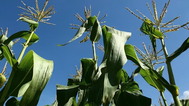 Milho-doce é cultivo de verão, depende de espaço na horta