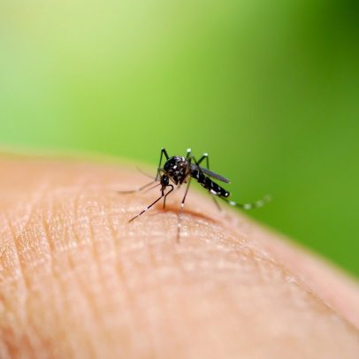 Anvisa autoriza produção nacional de vacina contra chikungunya pelo Butantan