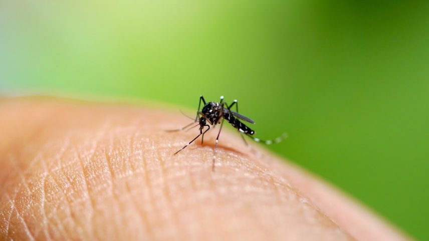 Anvisa autoriza produção nacional de vacina contra chikungunya pelo Butantan