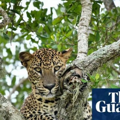 Semana da vida selvagem: leopardo à espreita, raposa sortuda e coiote astuto