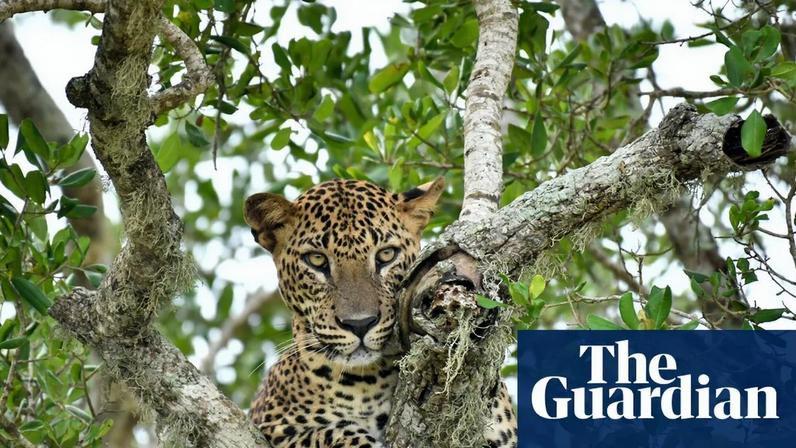 A Sri Lankan leopard keeps lookout on a tree branch at Yala national park, Sri Lanka. Photograph: Krishan Kariyawasam/NurPhoto/Shutterstock