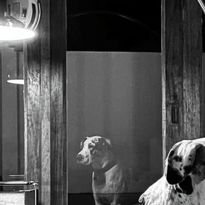 Cachorro Great Dane de Johan Van Aarde em foto de celular sugere tempo e memória
