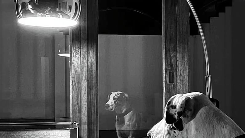 Cachorro Great Dane de Johan Van Aarde em foto de celular sugere tempo e memória