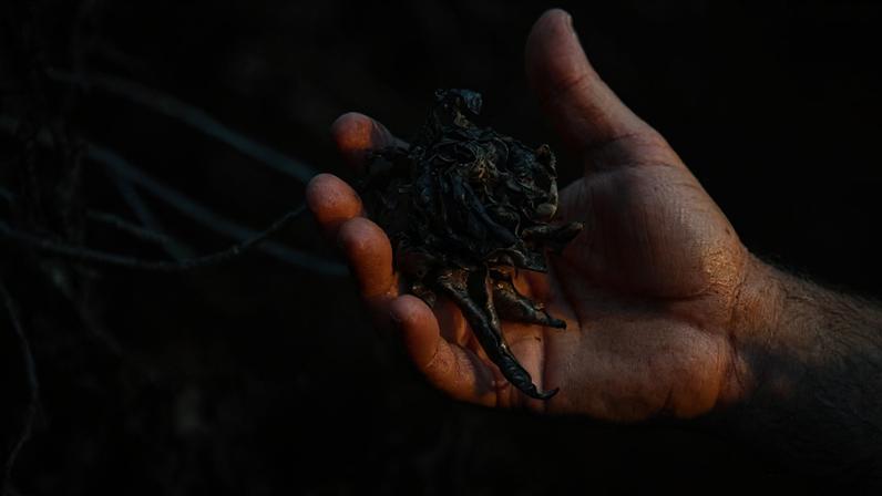 El Niño amplia riscos para arroz e café na cesta básica da América Latina