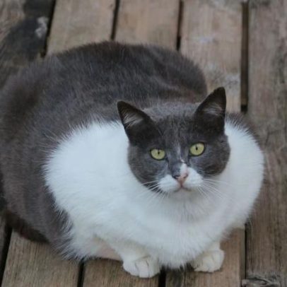 Excesso de peso em gatos pode alterar vitamina D e minerais no sangue