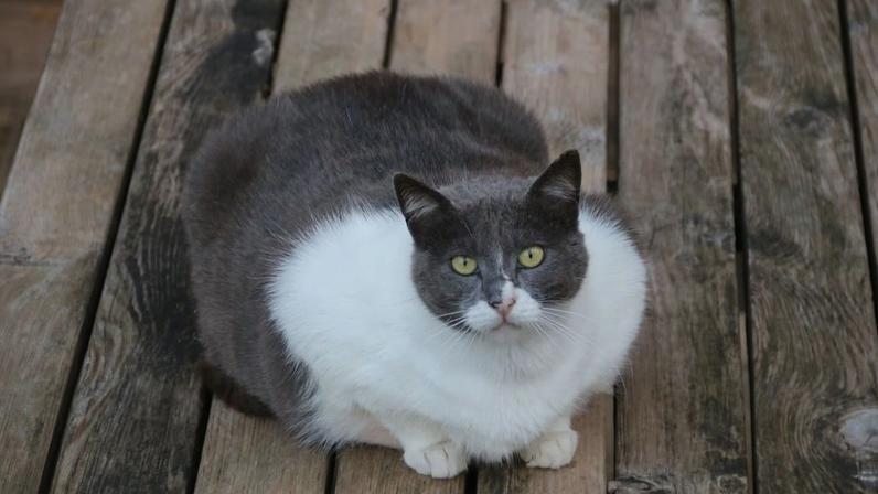 Pesquisa revela impactos da obesidade felina. (Foto: Getty Images via Canva)