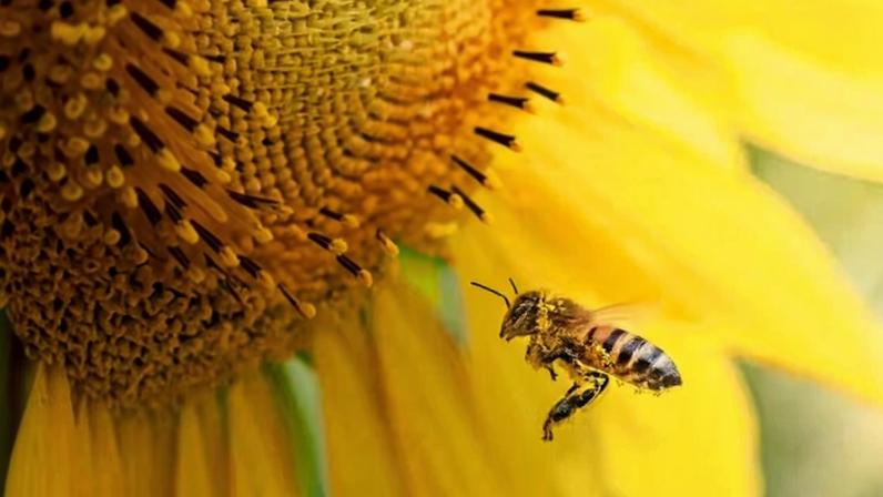 CropLife lança painel com dados da cadeia apícola brasileira