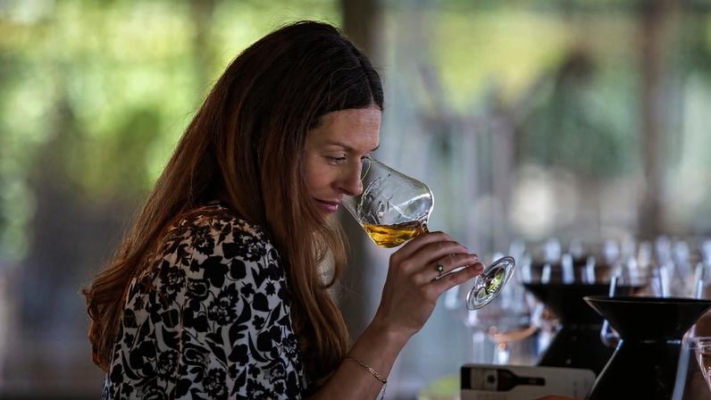 Bordeaux 2025: Condições ideais favorecem Sauternes abundantes