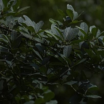 Mate orgânico aposta em rastreabilidade e ciclo de até seis anos