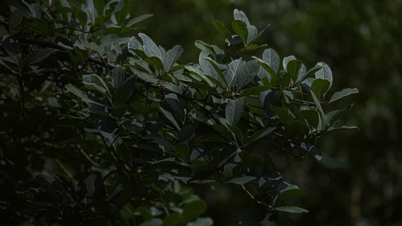 Imagem mostra plantação de erva-mate