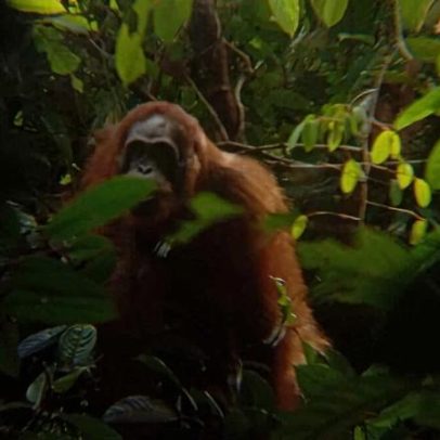 Pagando para ver vida selvagem: experimento de conservação em Borneo paga US$1/ha