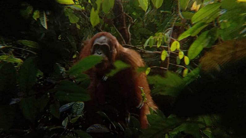Photograph of a Bornean orangutan (*Pongo pygmaeus*) submitted by a KehatiKu citizen observer. Participants can earn 100,000 rupiah (nearly $6) for finding and photographing orangutans. Image courtesy of Borneo Futures.