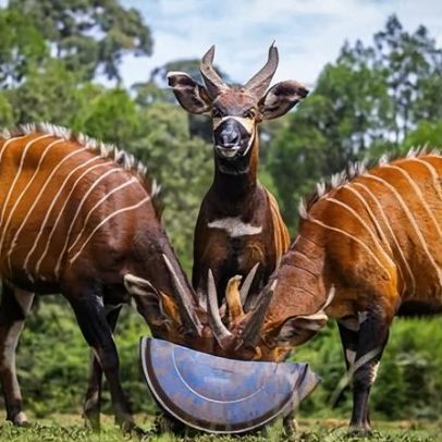 Bongos de montanha Maue, Fitz, Kudu e Bon64 voltam ao Quênia