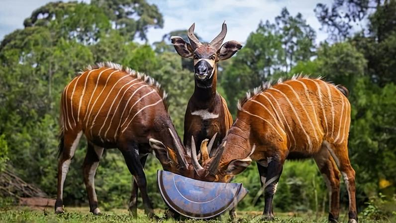 Bongos de montanha Maue, Fitz, Kudu e Bon64 voltam ao Quênia