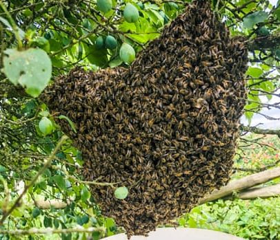 Diário de campo: uma bola de abelhas bem diante de mim