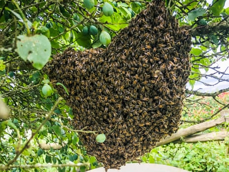 Diário de campo: uma bola de abelhas bem diante de mim