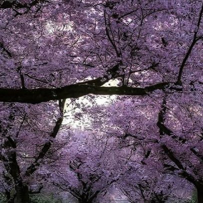 Origens, tradição e encanto das cerejeiras japonesas