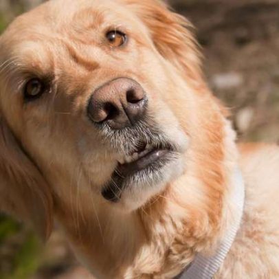 Conheça 7 sinais de que seu cachorro quer mais atenção e como ajudar