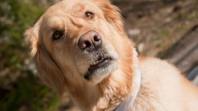 7 sinais de que seu cachorro está pedindo mais atenção (e como ajudá-lo)