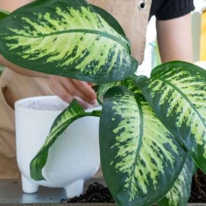 Onde colocar a planta comigo-ninguém-pode para purificar o ar
