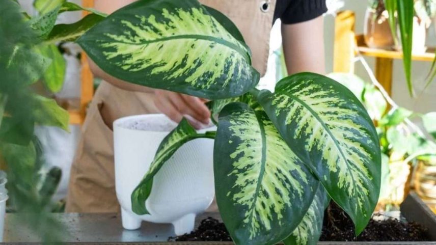 Onde colocar a planta comigo-ninguém-pode para purificar o ar
