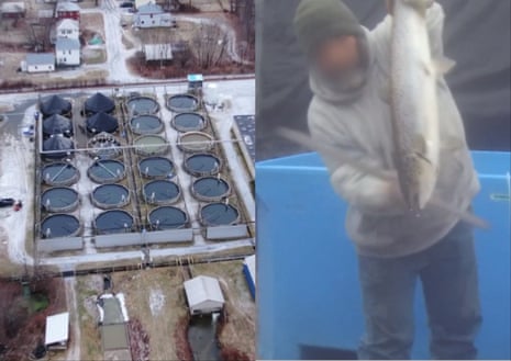 Left: An aerial shot of Cooke Aquaculture in Bingham, Maine. Right: A live fish is allegedly clubbed with a metal rod.