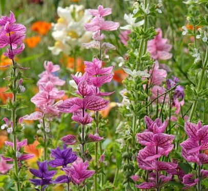 Falhas nas bordas do jardim? Ainda dá para plantar destaques de verão