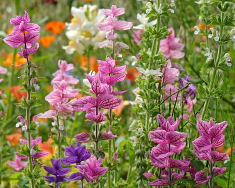 Salvias are perennials and can flower until November.