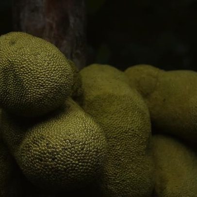 Jaca, maior fruta de árvore do mundo, reúne nutrientes