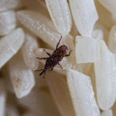 O que são os bichinhos que aparecem no arroz e como se livrar deles